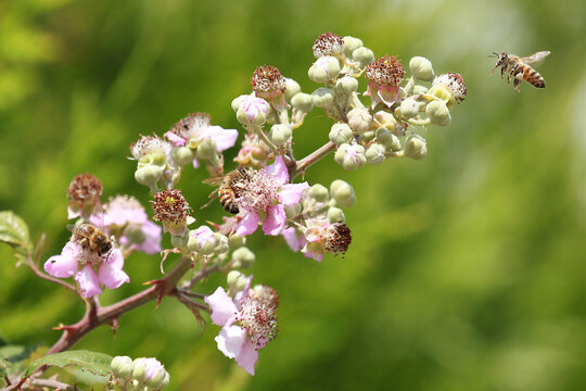 Abeille qui butinent des fleurs de ronce
