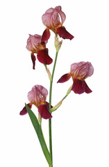 Iris germanica pourpre