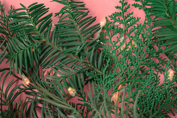 Naklejka na ściany i meble Christmas tree branches on a pink background. As a decoration.