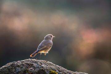 Common Redstart on a rock
