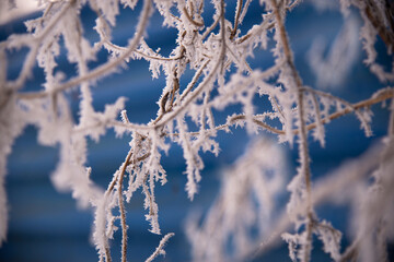 Obraz premium Frost on branches in winter on a blue background. Close-up of snow-covered branches on a blurry background of branches