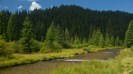 Sebes River flowing through a sunny glade and near dense and wild spruce forests. Carpathia, Romania