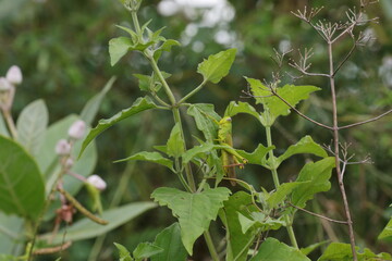 grasshoppers are on the leaves in the afternoon