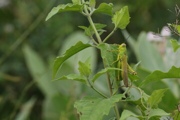 grasshoppers are on the leaves in the afternoon