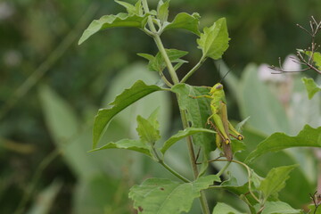 grasshoppers are on the leaves in the afternoon