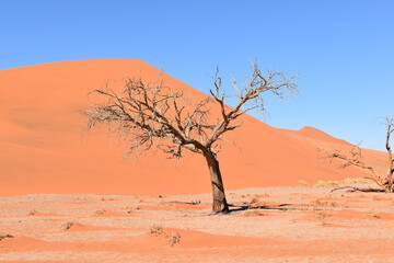 Fototapeta na wymiar Toter Baum in Afrika