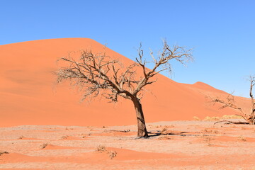 Fototapeta premium Toter Baum in Afrika