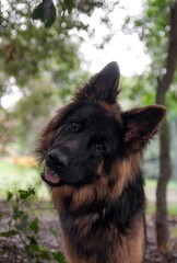 german shepherd dog