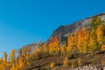 Fall Color on Slide Rock Mountain, Hermosa, Colorado, USA