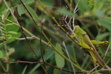 grasshoppers are on the leaves in the afternoon