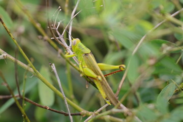 grasshoppers are on the leaves in the afternoon