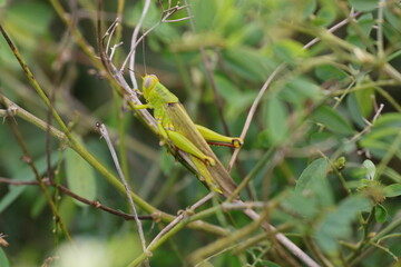 grasshoppers are on the leaves in the afternoon