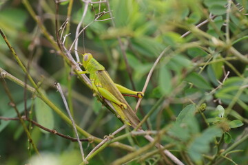 grasshoppers are on the leaves in the afternoon