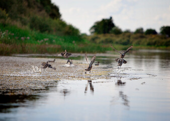 Wild birds flying near the river