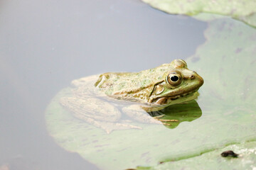 green frog on the waterlily leaf in the pond closeup