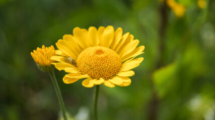 yellow flower of a dandelion
