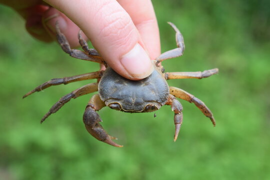 Italian freshwater crab (Potamon fluviatile) held in hand