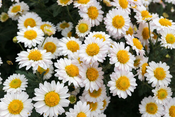 bright small white chrysanthemum close up flower background
