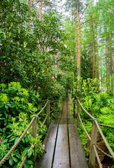 View of Haaga Rhododendron Park, wooden walkway and rhododendrons, Helsiki, Finland