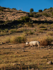 Sheep grazing outdoors