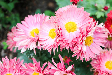 beautiful bright pink chrysanthemum autumn flowers close up wallpaper