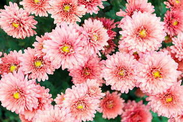 beautiful bright pink chrysanthemum autumn flowers close up wallpaper