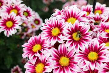 bee on the bright chrysanthemum close up flowers background wallpaper