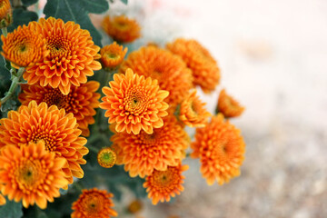 bright colorful orange chrysanthemum close up flowers background wallpaper