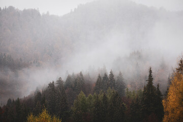 Mist and sleet storm over a cone tree forest in the Romanian mountains during a November cloudy day.