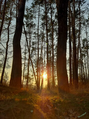 Obraz premium autumn in the forest