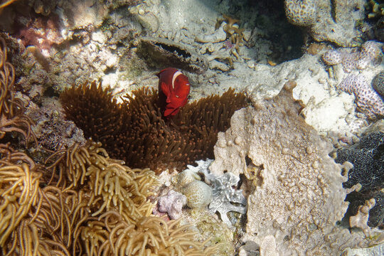 Spine-cheeked anemonefish or Maroon clownfish (Premnas biaculeatus), Bunaken Island, Sulawesi, Indonesia