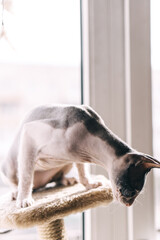 portrait of a cat
