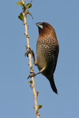 Scaly-breasted munia or Spotted munia (Lonchura punctulata), Sulawesi Island, Indonesia