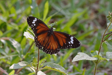 Common tiger or Striped tiger (Danaus genutia), Halmahera Island, Maluku, Indonesia