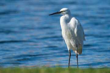 Little Egret Egretta garzetta Costa Ballena Cadiz
