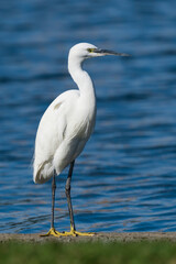 Little Egret Egretta garzetta Costa Ballena Cadiz