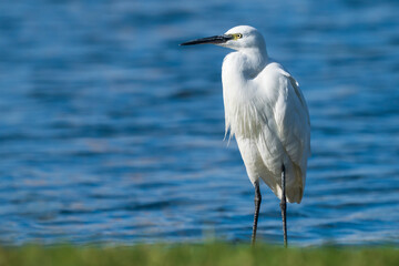 Little Egret Egretta garzetta Costa Ballena Cadiz