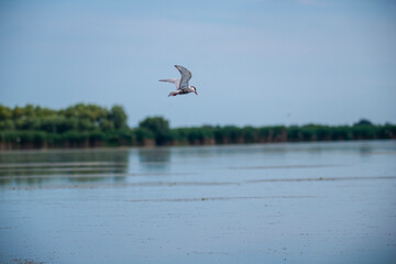 Landscapăe in Danube Delta