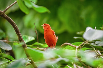 Red canary