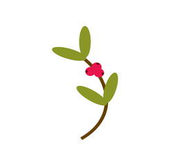 autumn mistletoe on white background