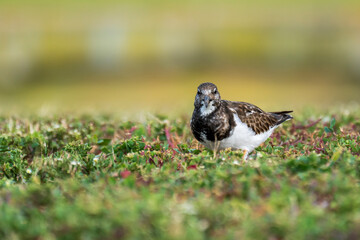 Ruddy Turnstone Arenaria interpres Costa Ballena Cadiz