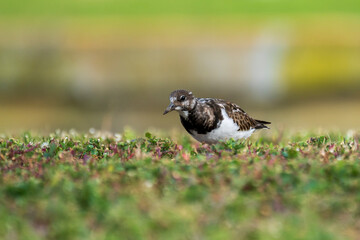 Ruddy Turnstone Arenaria interpres Costa Ballena Cadiz