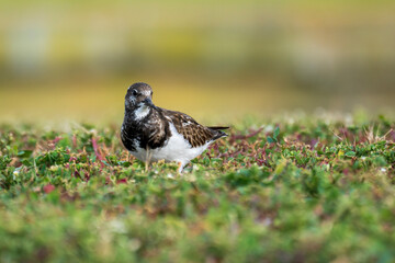 Ruddy Turnstone Arenaria interpres Costa Ballena Cadiz