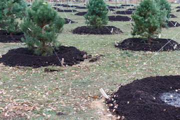 Autumn planting of young pines in the alley.