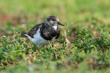 Ruddy Turnstone Arenaria interpres Costa Ballena Cadiz