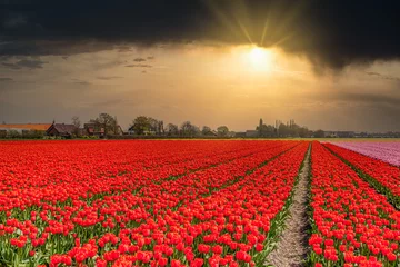 Tuinposter Dutch bulb field with red flowering tulips in perspective against dramatic sunset in orange colors from behind the dark clouds with beautiful sun rays against dark cloud and over field © photodigitaal.nl