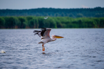 Landscapăe in Danube Delta