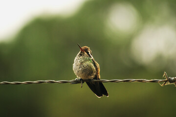 Colibrí en descanso. © Pablo