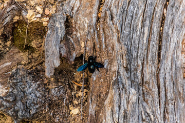A Xylocope violet (Xylocopa violacea) honey bee on the tree bark