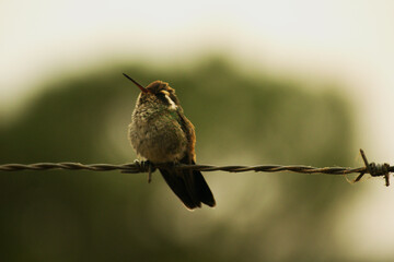 Colibrí en descanso. © Pablo